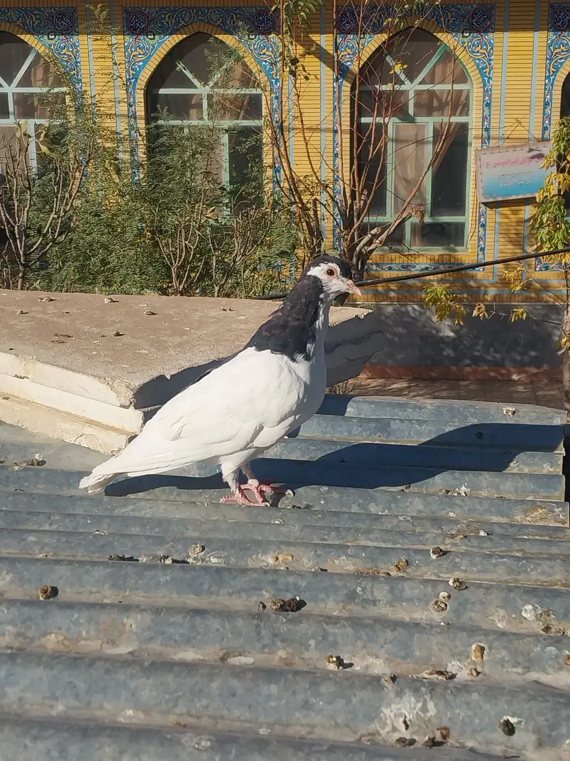 چپ سیاه نر و یک ساده سیاه افشون فروشی|پرنده|جلگه رخ, |دیوار