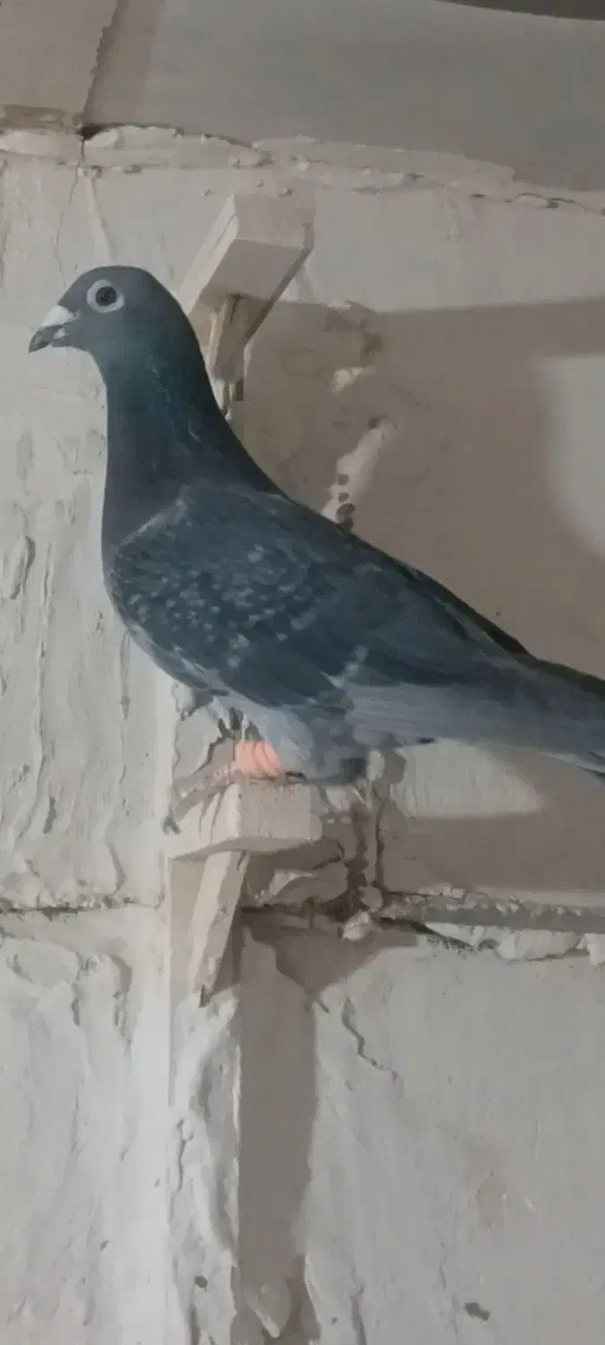 کبوتر|پرنده|تربت جام, پاسداران|دیوار