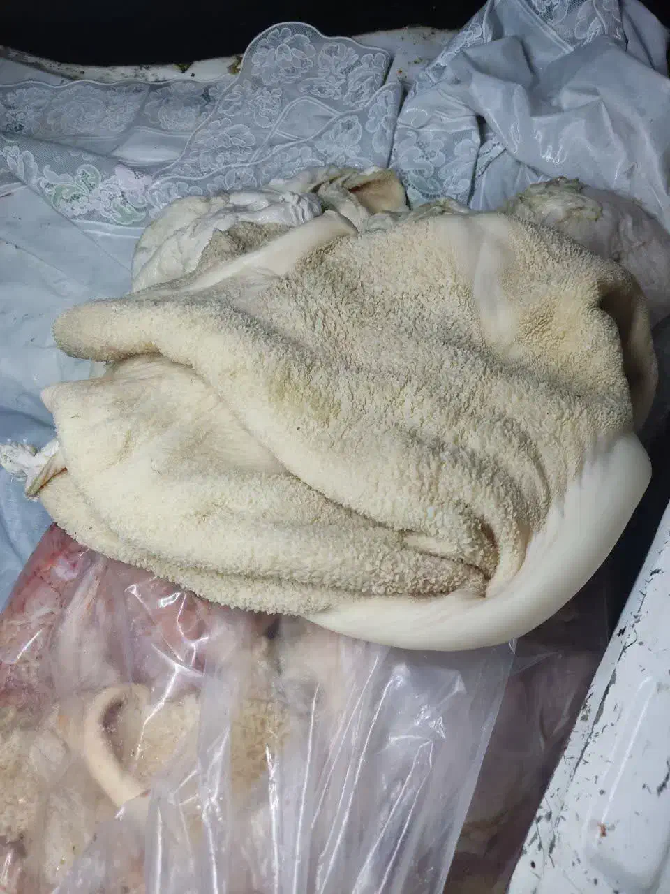 فروش پاچه گوساله|خوردنی و آشامیدنی|فلاورجان, |دیوار