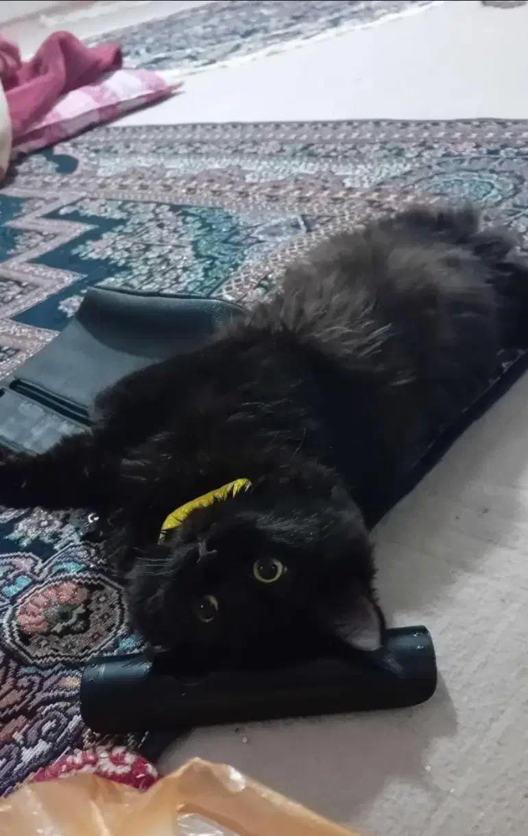 گربه پرشین|گربه|قمرود, |دیوار