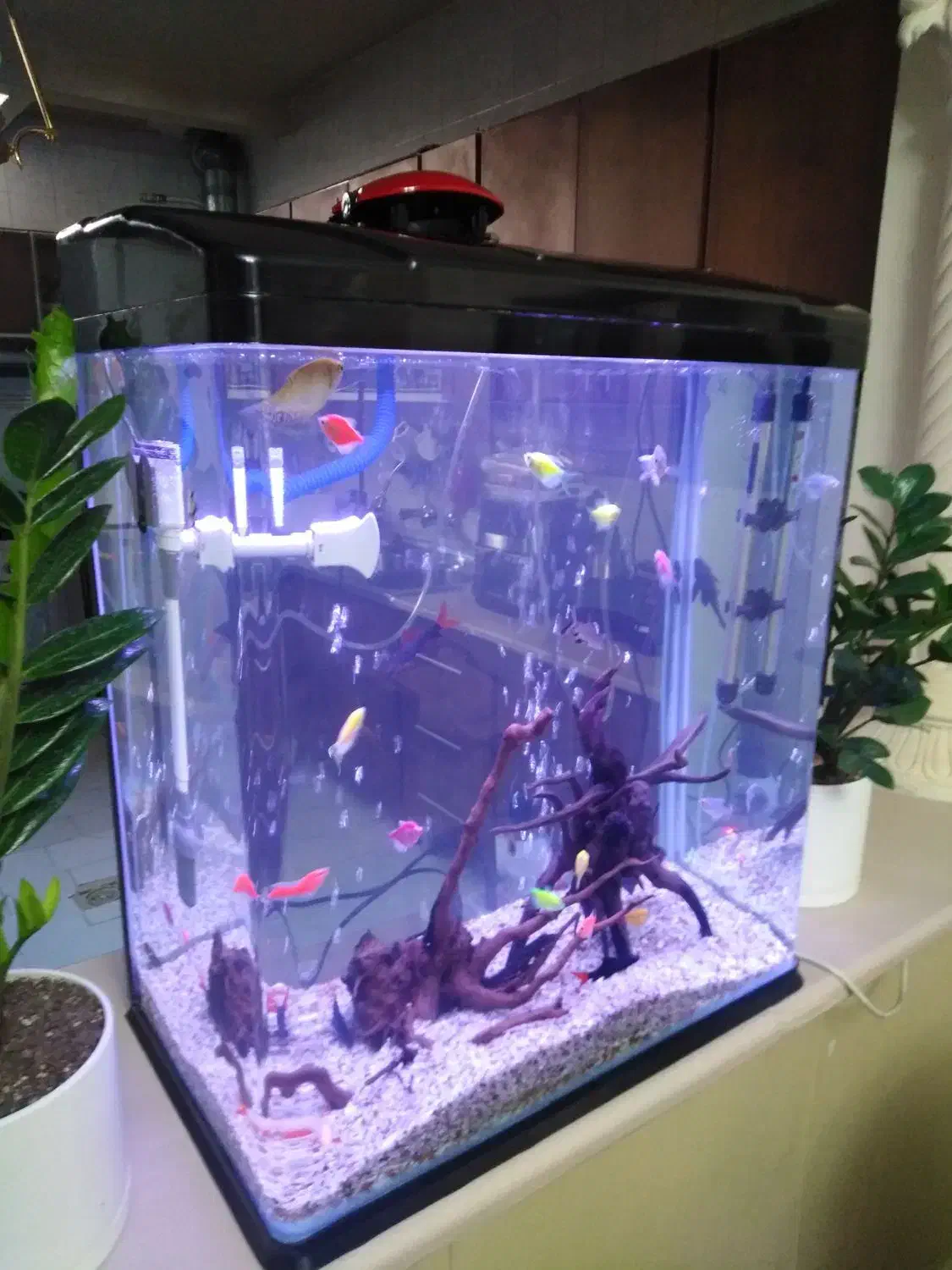 فروش فوری فوری آکواریوم دلسا|ماهی|شیراز, زرگری|دیوار