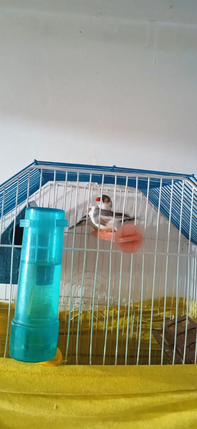 فنچ و مرغ عشق|پرنده|سروآباد, |دیوار