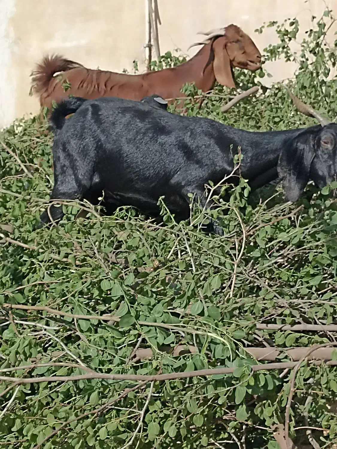 بز نجدی|حیوانات مزرعه|مسجد سلیمان, |دیوار