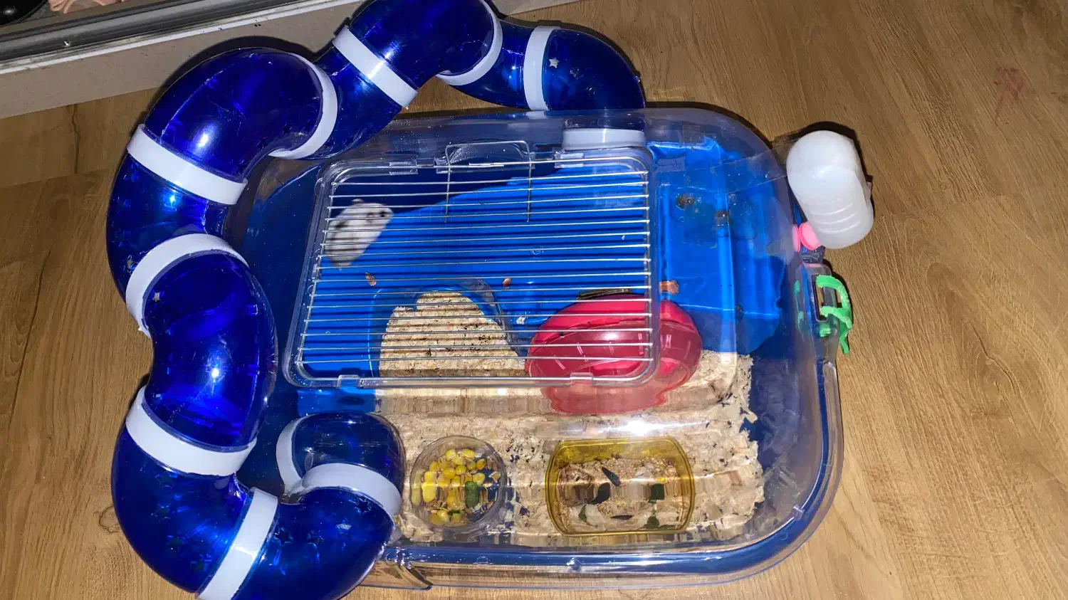 همستر|موش و خرگوش|تبریز, |دیوار