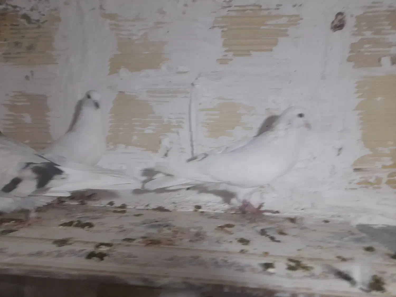 کبوتر فروشی|پرنده|شاهرود, |دیوار