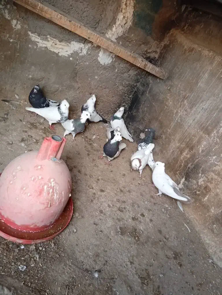 فروش کبوتر رنگی|پرنده|باوی, |دیوار