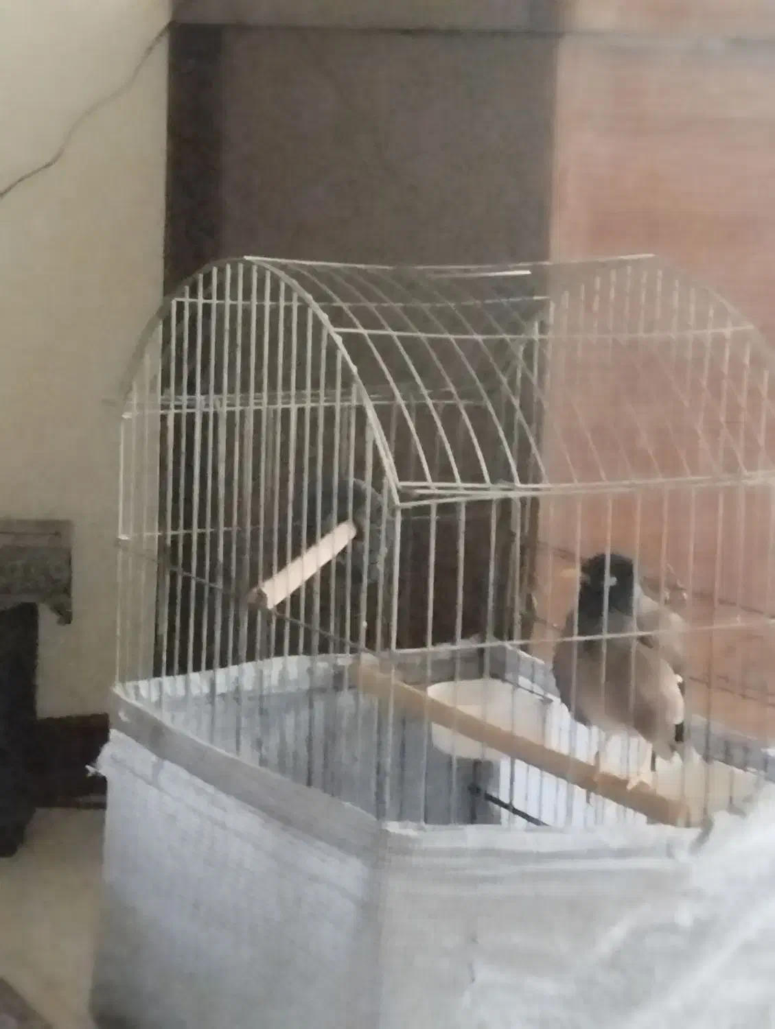 مینای سخن گو وباهوش|پرنده|تهران, فدک|دیوار