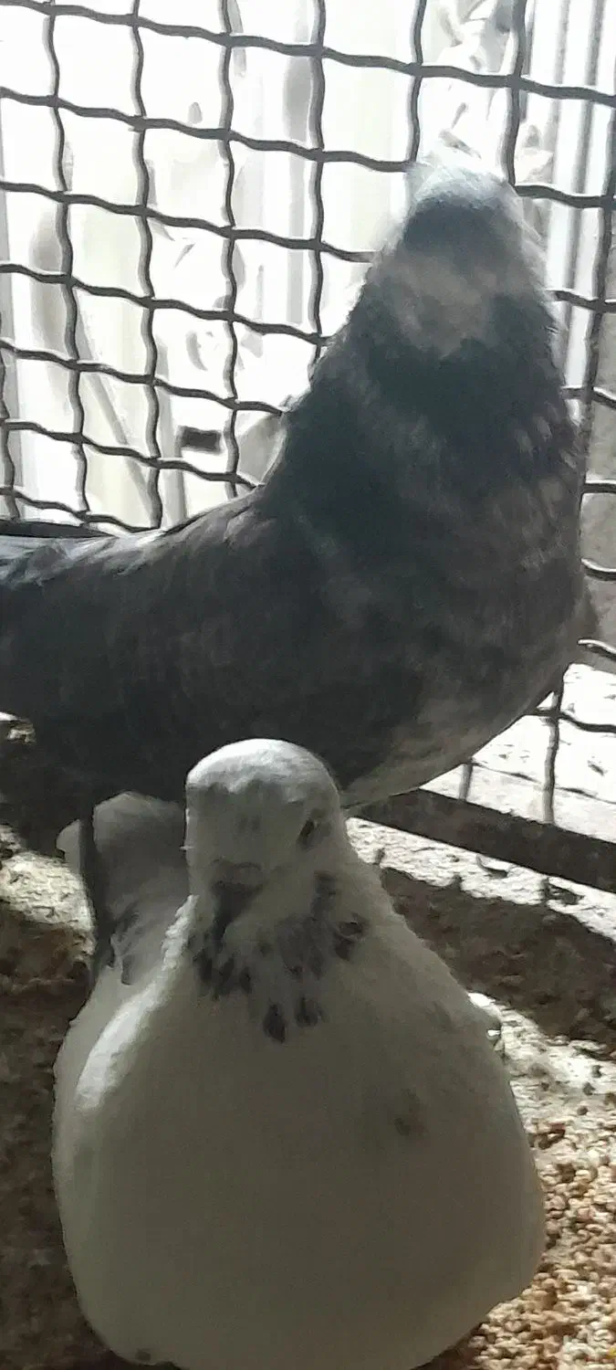 فروش|پرنده|فراغی, |دیوار