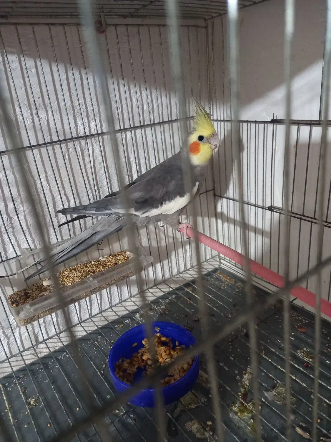 عروس هلندی از۲ماهه الی بالغ|پرنده|سنگر, |دیوار