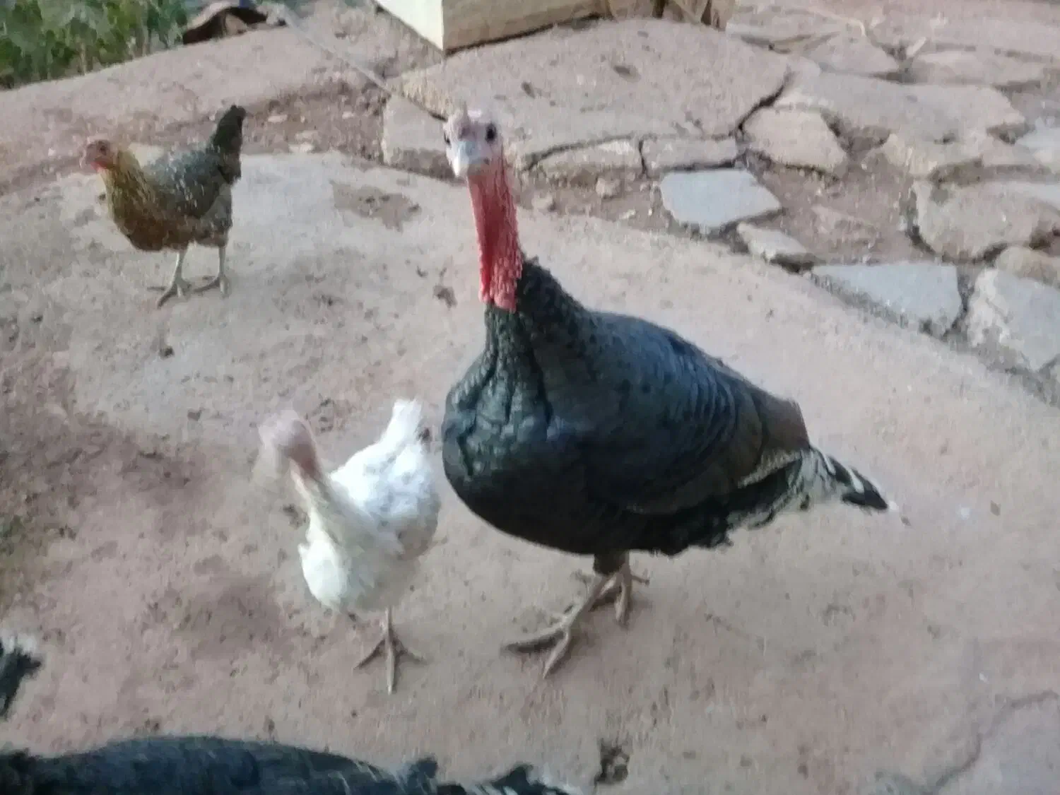 بوقلمون|حیوانات مزرعه|کوهدشت, |دیوار