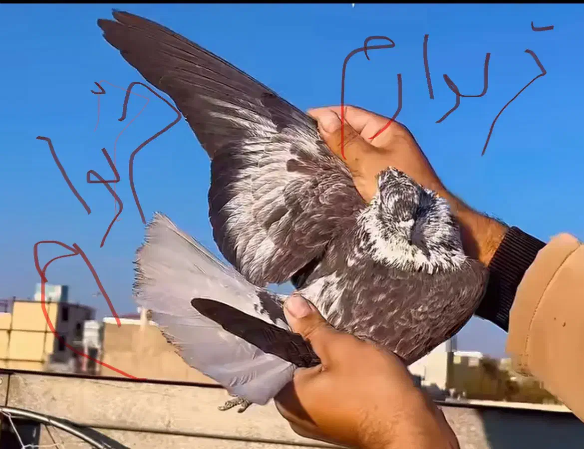 قوشی دم سفید|پرنده|همدان, |دیوار