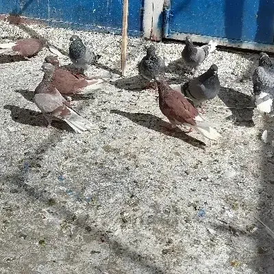 کفتر|پرنده|قم, باجک دو|دیوار
