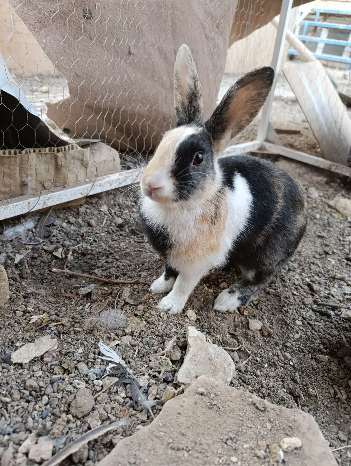 خرگوش سرحال ۱۲۰۰۰ تومان|موش و خرگوش|سبزوار, قصبه شرقی|دیوار