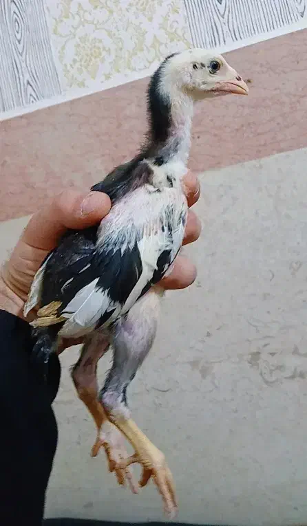 دوعدد جوجه لاری ترک ااصالت دار|حیوانات مزرعه|تهران, جوادیه|دیوار