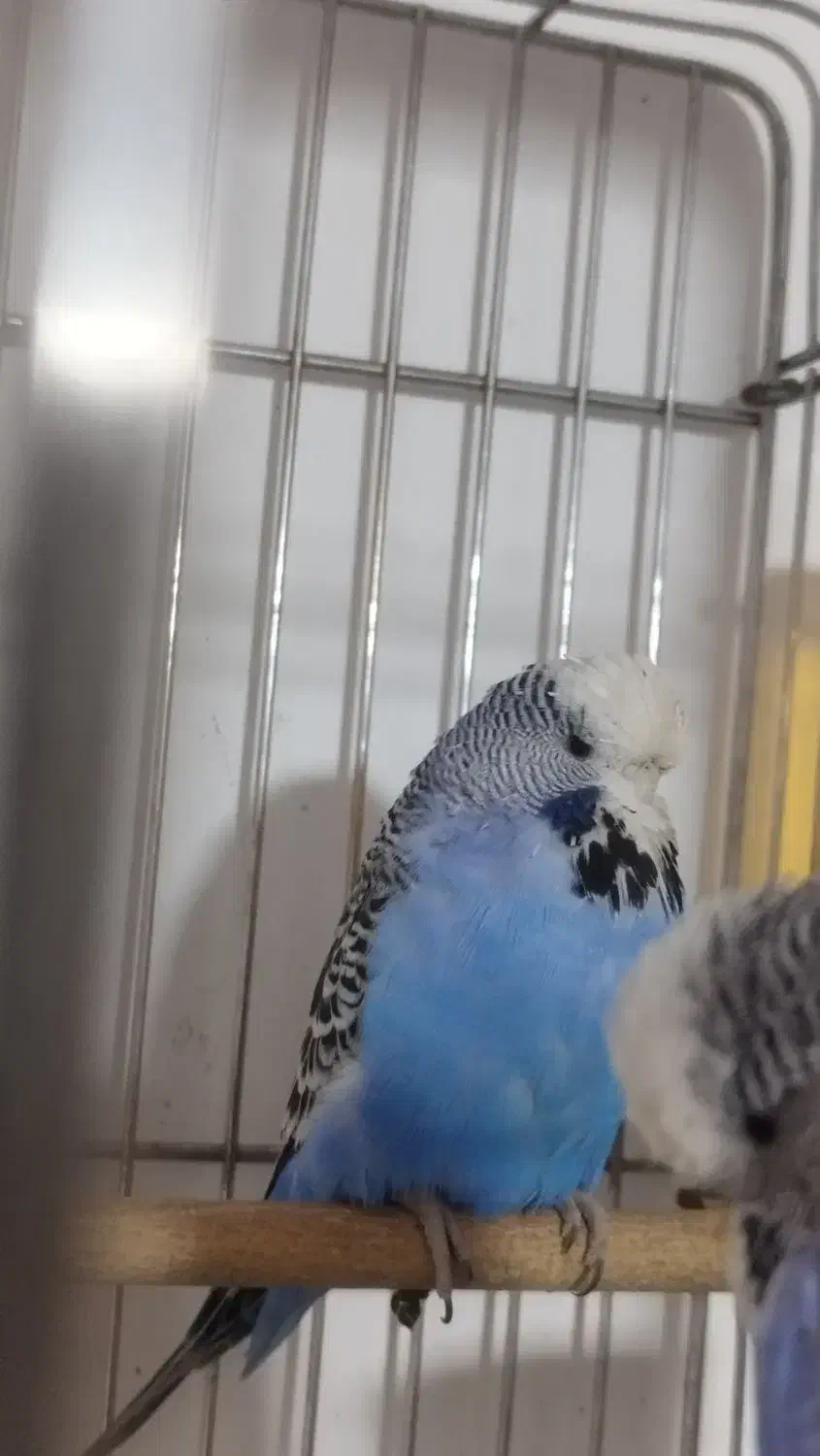 مرغ عشق انگلیسی گرید A|پرنده|ری, علایین|دیوار