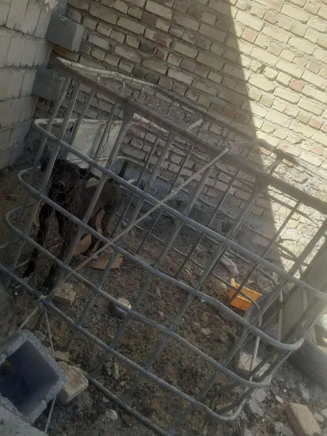 سگ سالم است خوب است برای نگهبان گوسفندان|سگ|سراوان, |دیوار