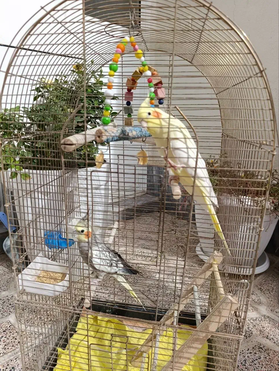 یه جفت عروس هلندی|پرنده|خوی, |دیوار