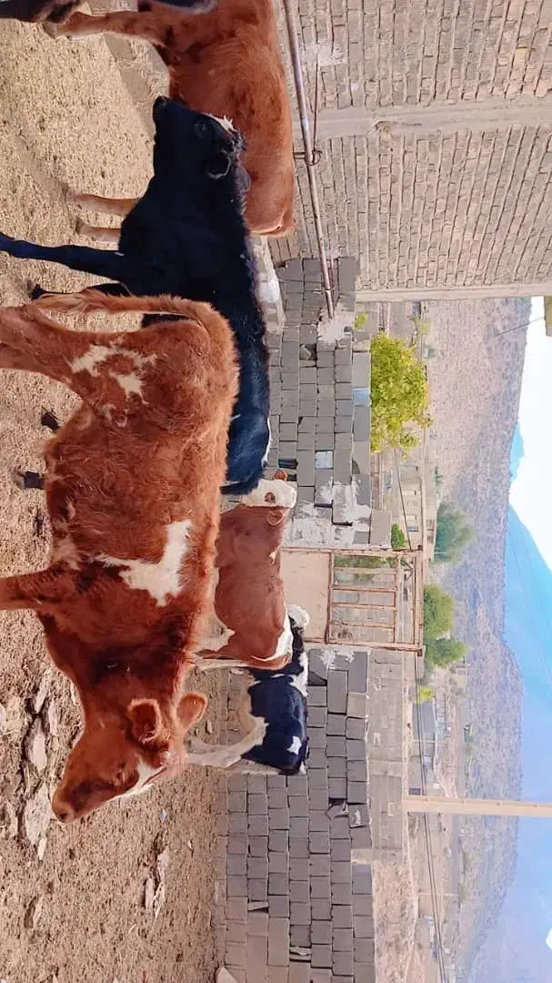 گوساله نر|حیوانات مزرعه|سیمکان, |دیوار