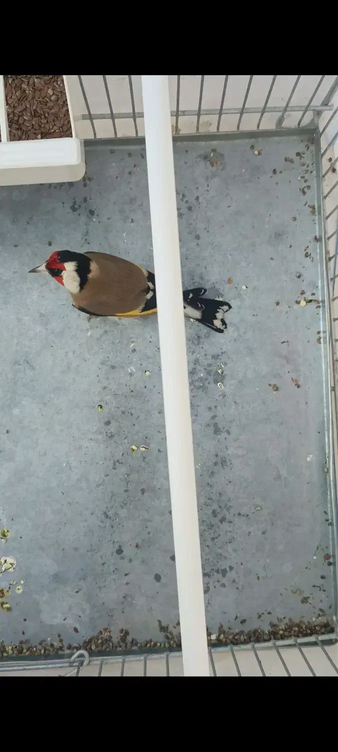 سهره نقاب پهن|پرنده|صحنه, |دیوار