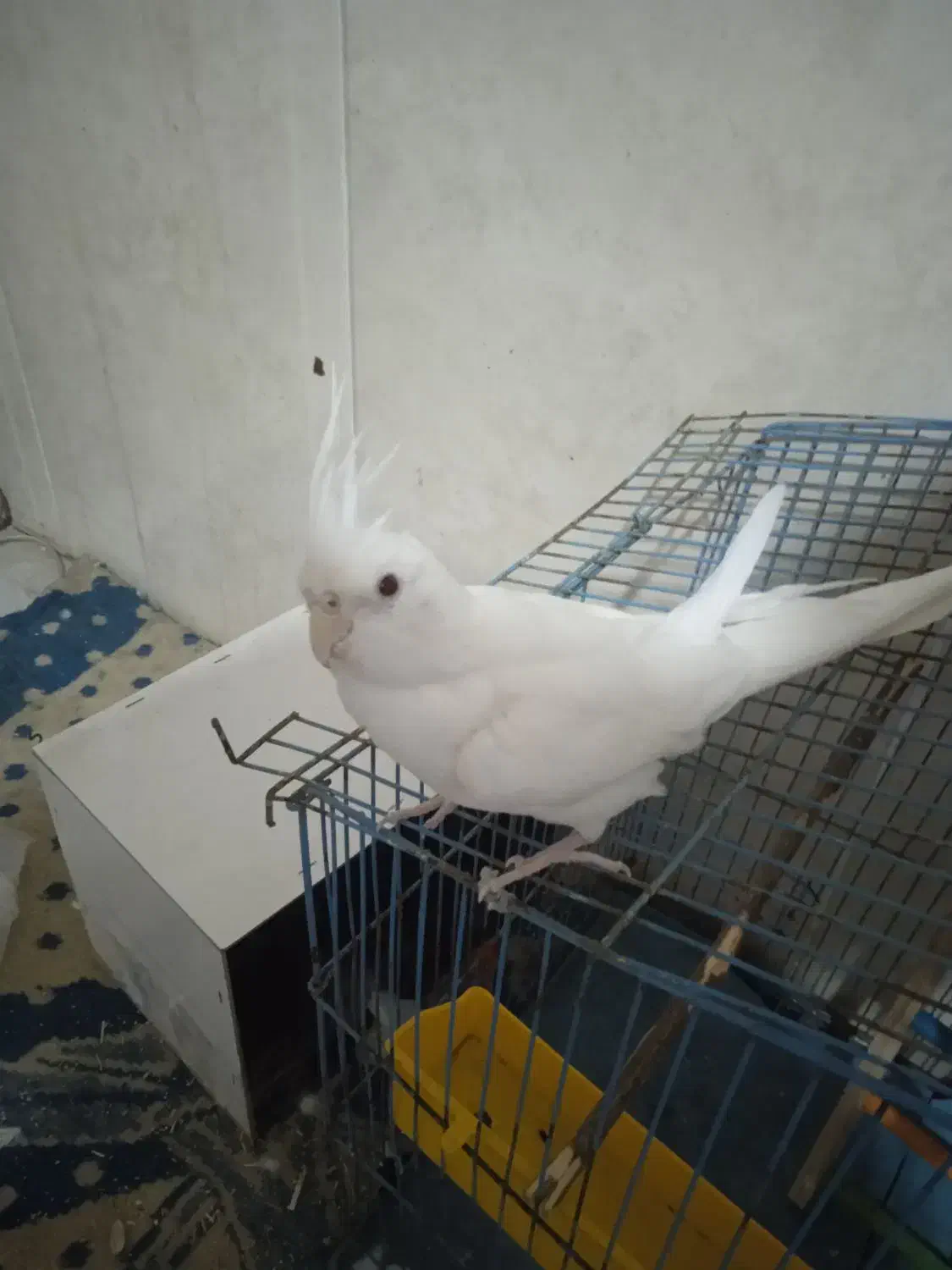 عروس هلندی آلبینو|پرنده|کهنوج, |دیوار