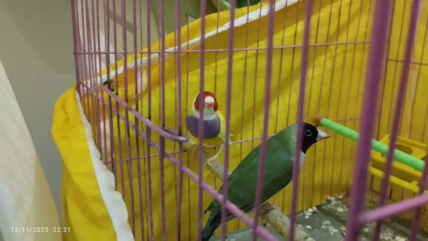 فنچ گلدین جفت|پرنده|رشت, شالکو|دیوار