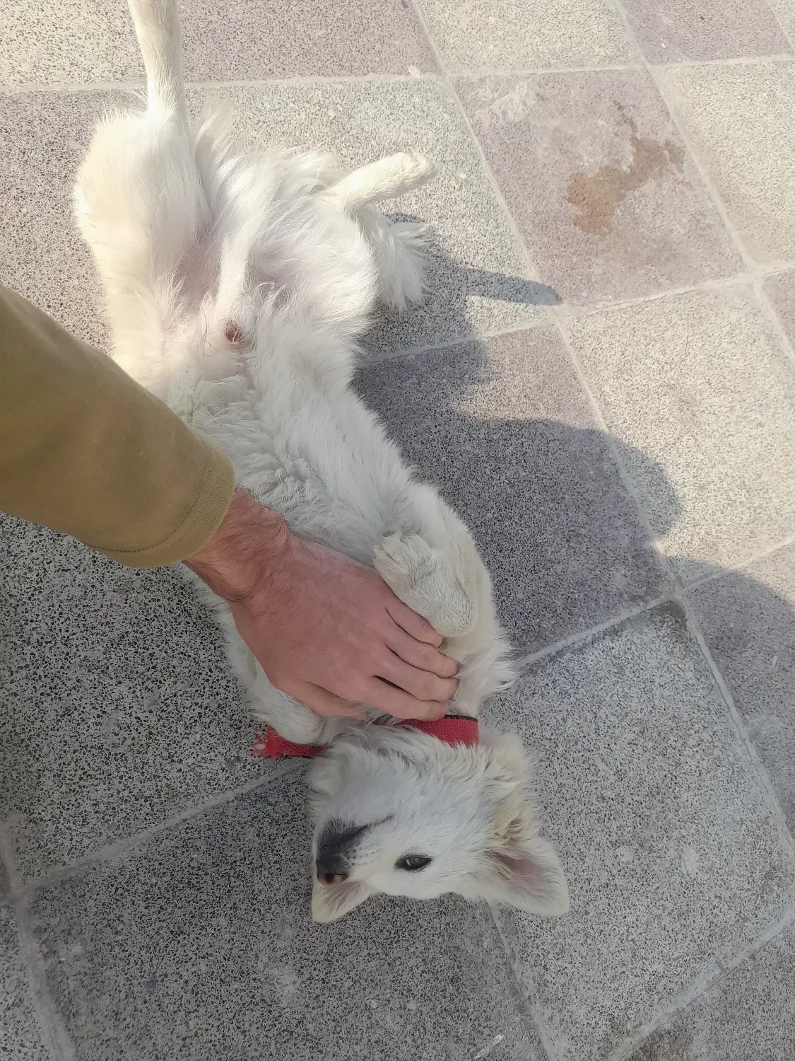 توله اشپیتز پیکینیز|سگ|گرگان, |دیوار