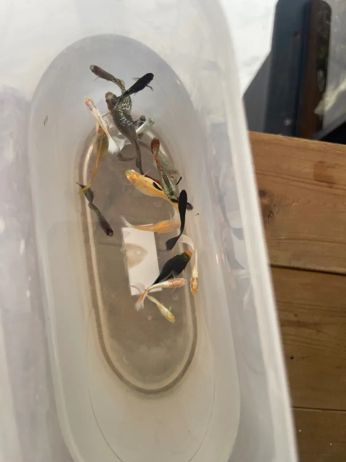 اکواریوم و ماهی و لوازمات|ماهی|بندر ماهشهر, |دیوار