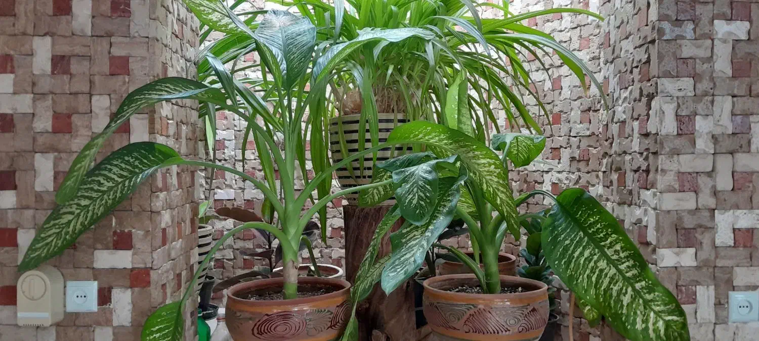 فروش گل سوسن و پاندانوس و فیکوس و دیفن باخیا|گل مصنوعی|یزد, |دیوار