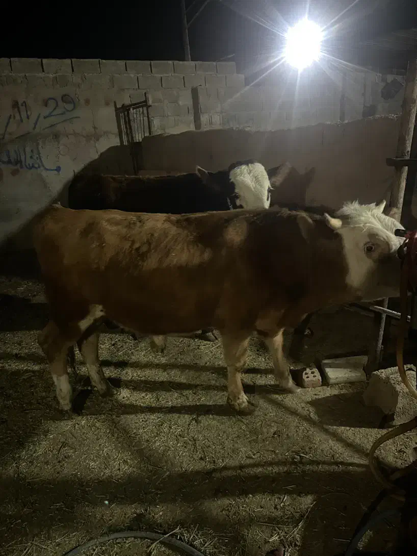 ۲ راس گوساله نر سمینتال|حیوانات مزرعه|کرمان, |دیوار