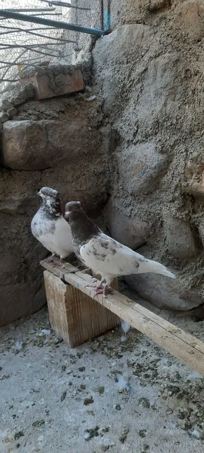 جفت کفتر کله سرخ کلاهی|پرنده|بافت, |دیوار