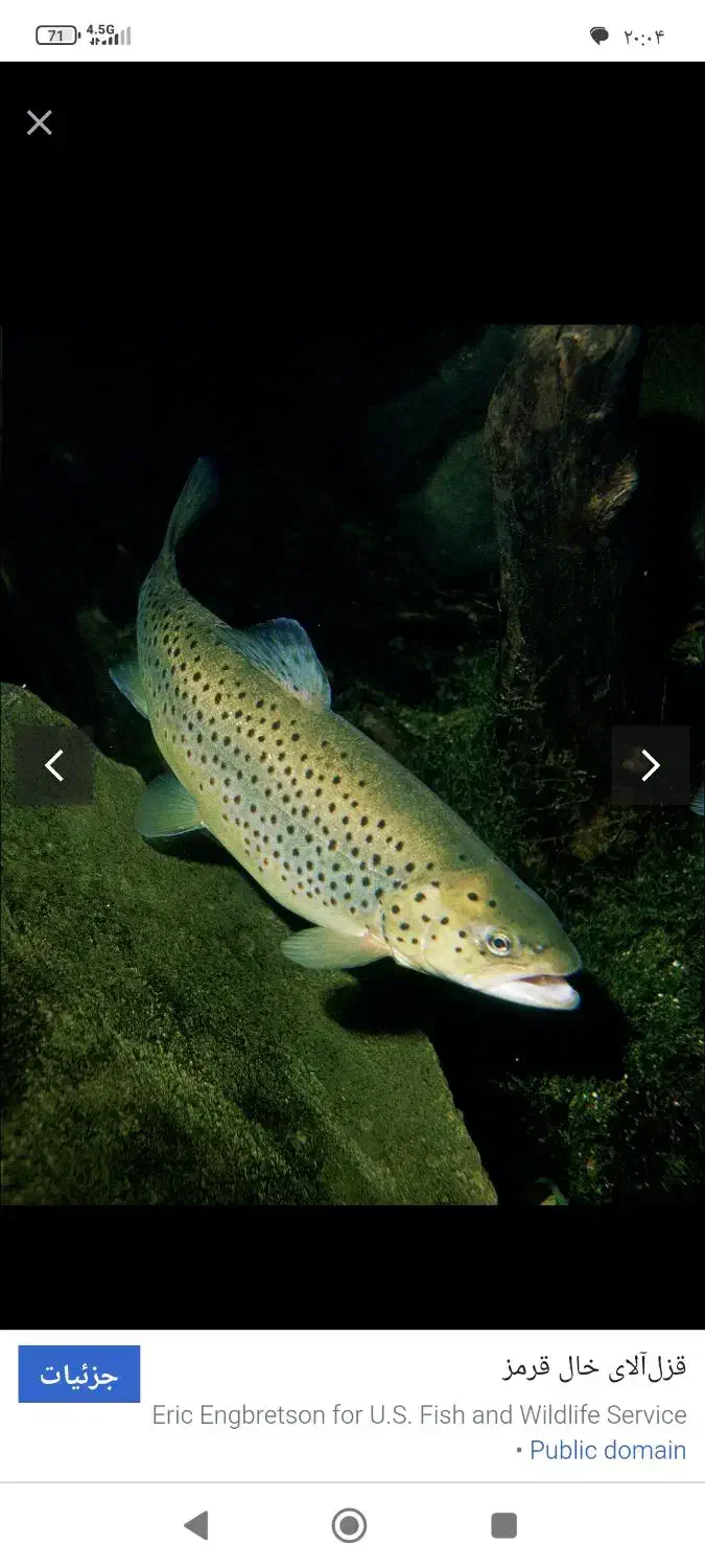 ماهی قزل الا نژاد اسپانیا|ماهی|تهران, پارک شهر|دیوار