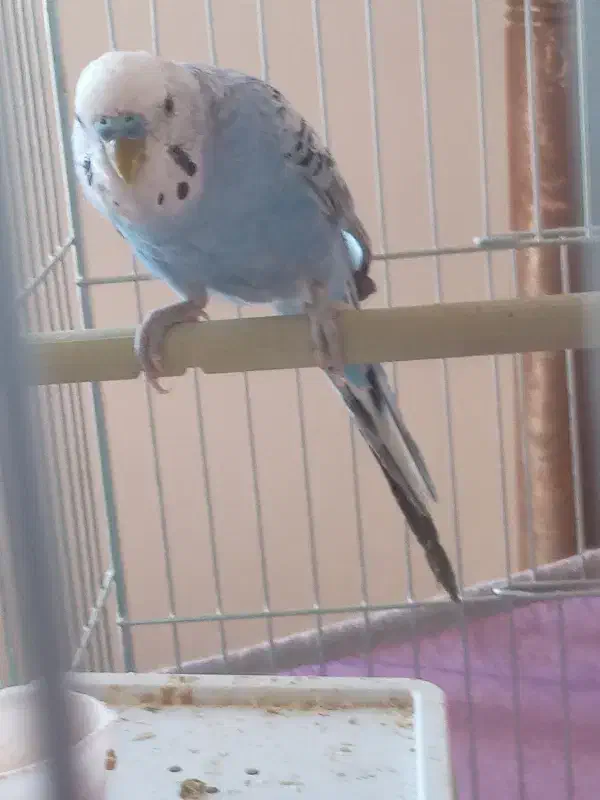 مرغ عشق|پرنده|مهربان, |دیوار