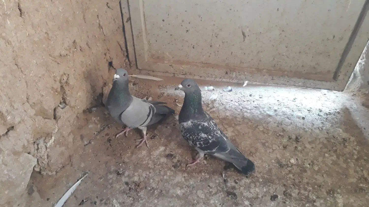 المانی|پرنده|درمیان, |دیوار