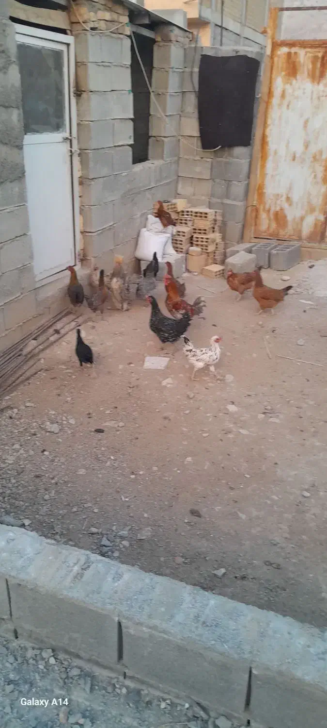 مرغ خروس|حیوانات مزرعه|سرپل ذهاب, |دیوار