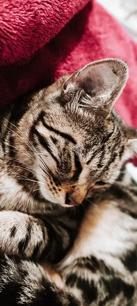 گربه پلنگی بسیار زیبا|گربه|رشت, چله خانه|دیوار