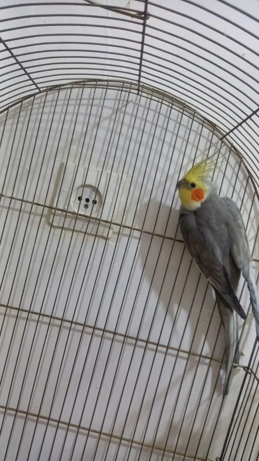 عروس هلندی|پرنده|بروجرد, |دیوار