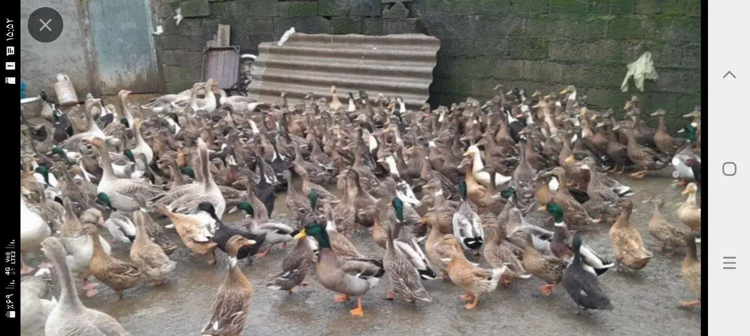 تخم اردک محلی وپکنی|حیوانات مزرعه|سنگر, |دیوار