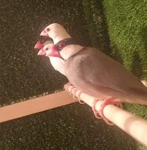 فنچ نرگسی،جاوا|پرنده|تهران, نظامآباد|دیوار