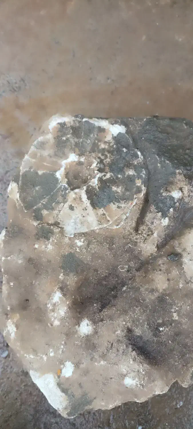 فسیل|کلکسیون و سرگرمی|لالجین, |دیوار