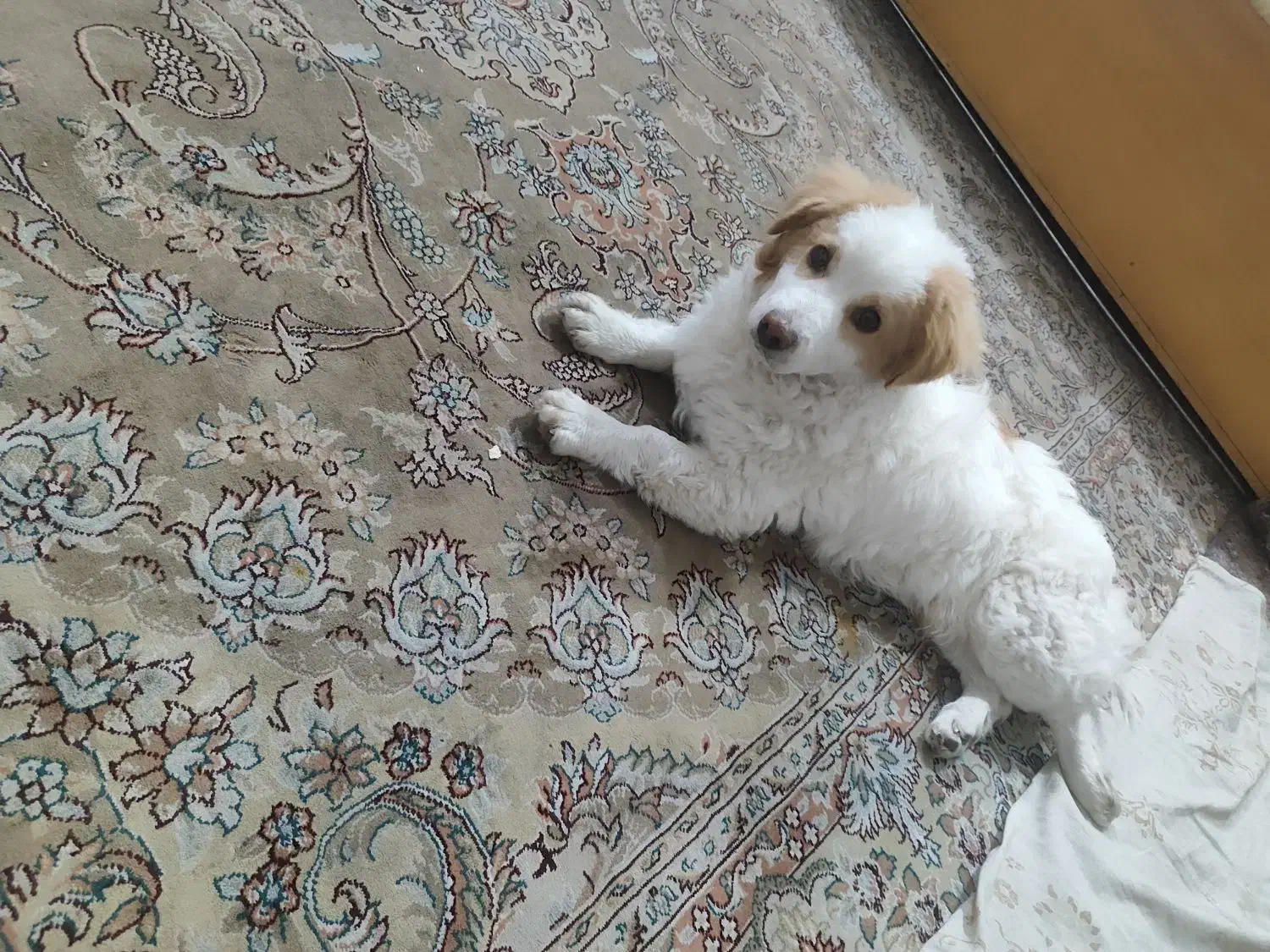 سگ .|سگ|تهران, طیب|دیوار