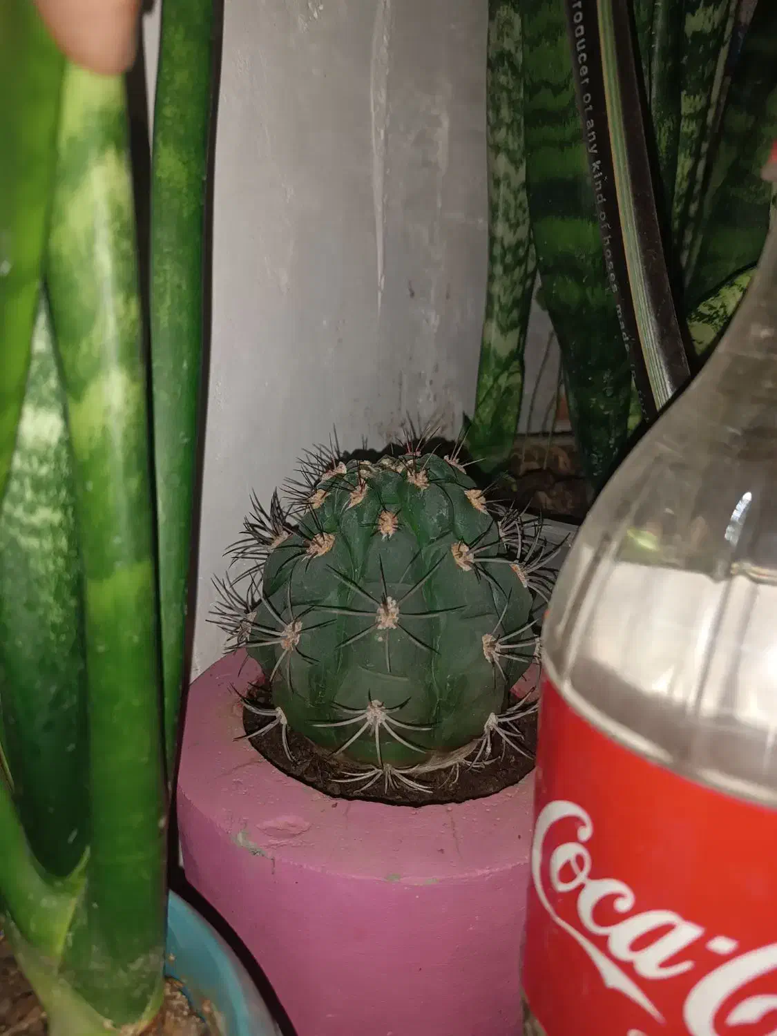 گل با گلدون دونه ای ۳۰۰|گل و گیاه طبیعی|تولم شهر, |دیوار