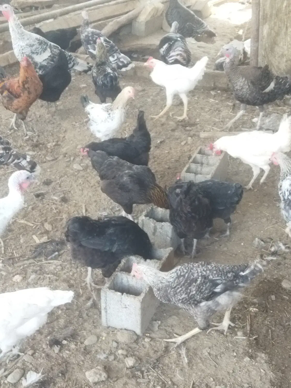 خروس و بوقلمون|حیوانات مزرعه|گلوگاه, |دیوار