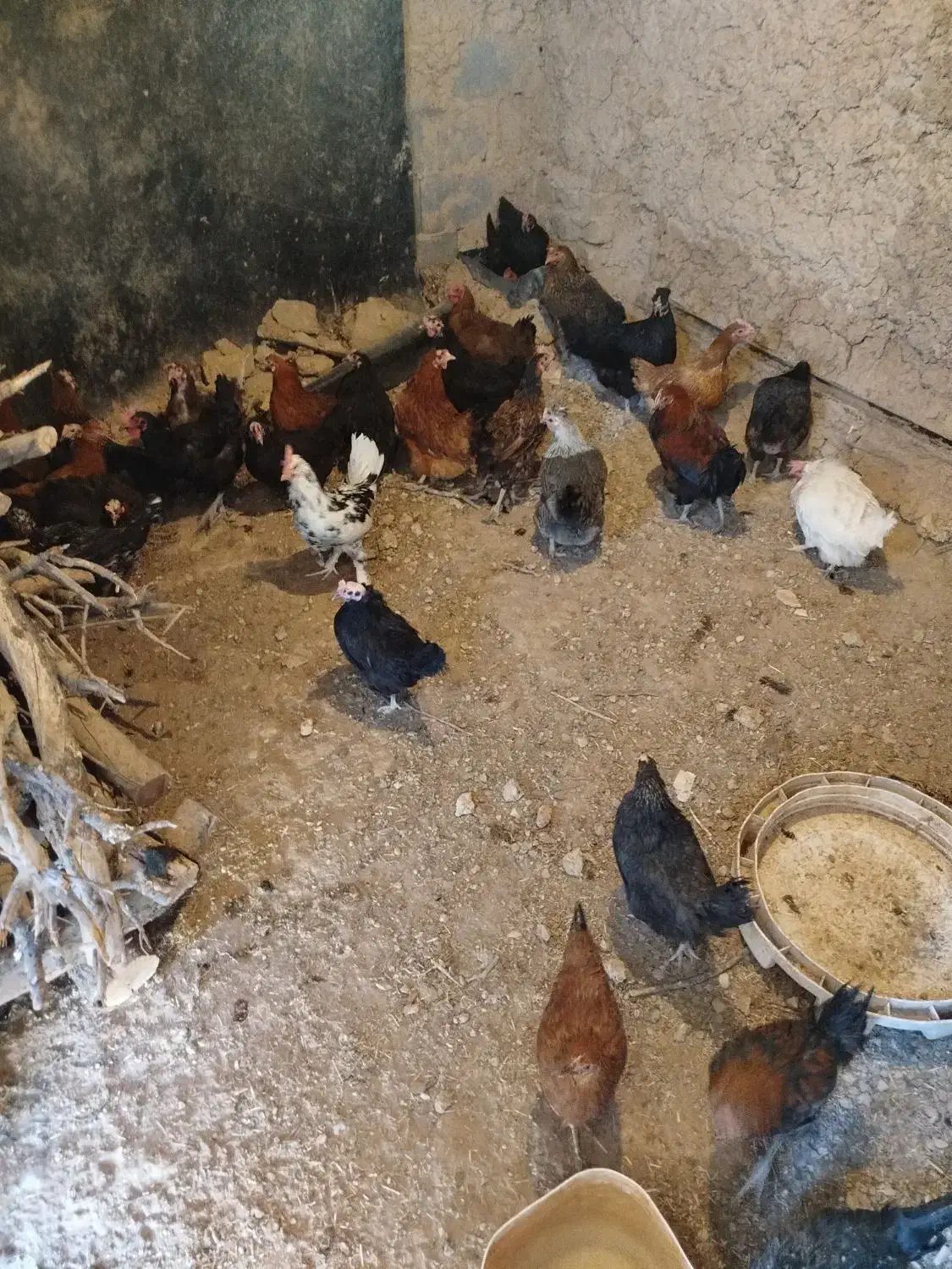 مرغ|حیوانات مزرعه|شیدا, |دیوار