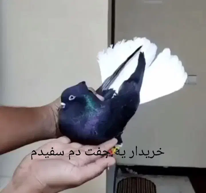 دم سفید|پرنده|خرم‌آباد, |دیوار