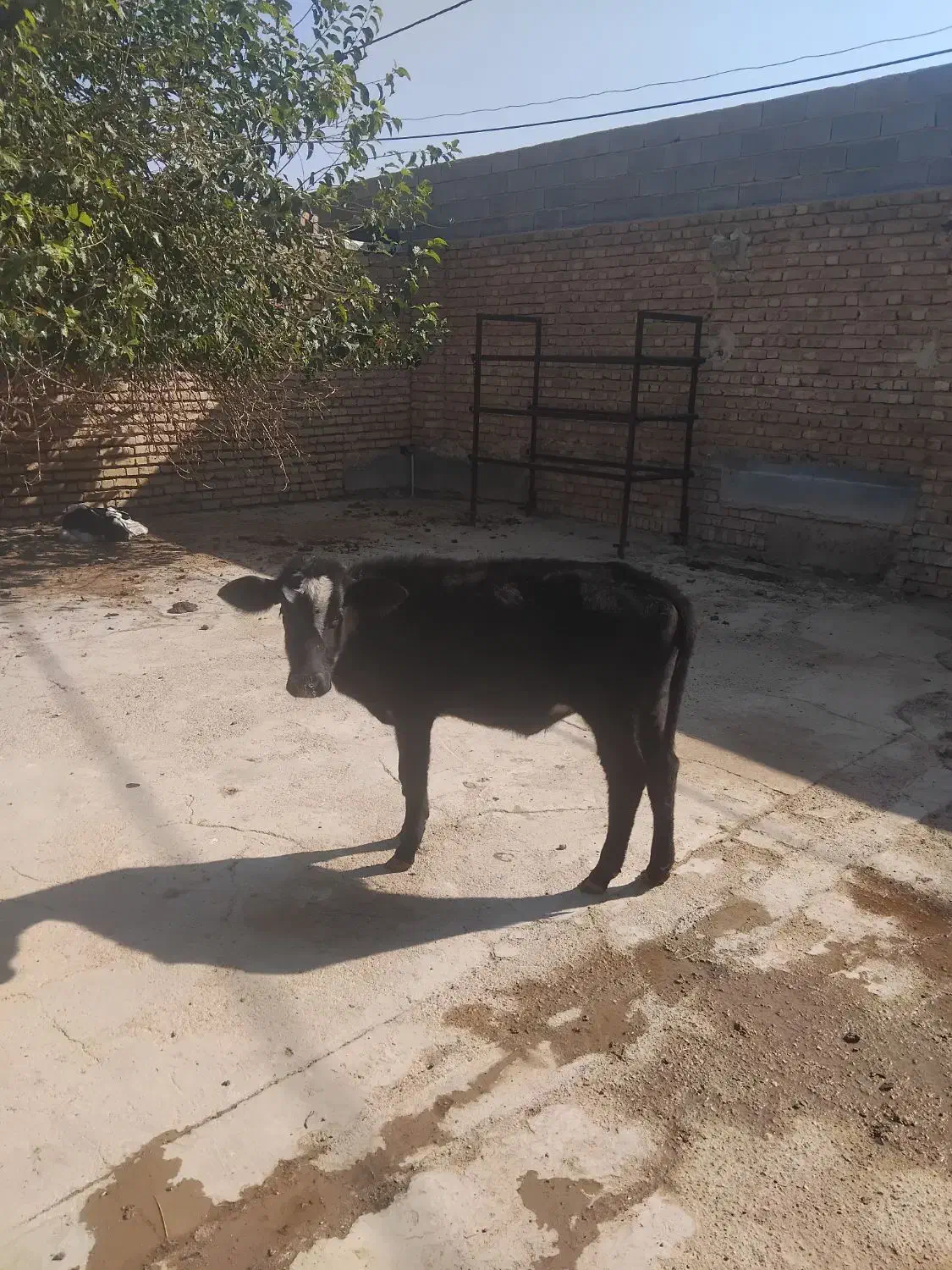 فروش گوساله ماده۱۲۰ کیلو|حیوانات مزرعه|شیراز, داریون|دیوار