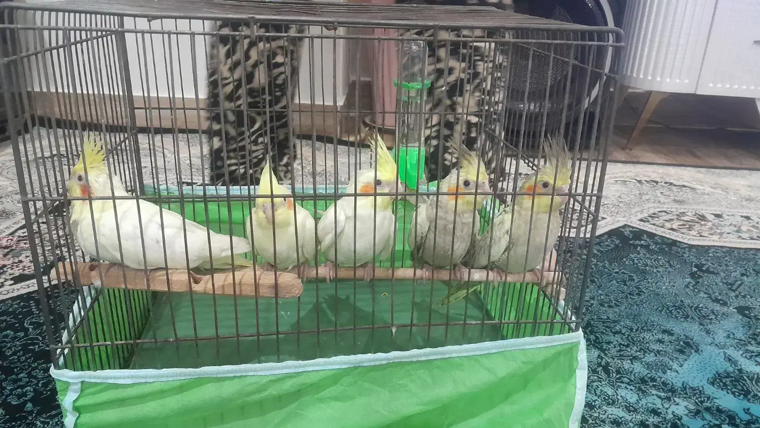 عروس هلندی|پرنده|قرچک, زیبا شهر|دیوار