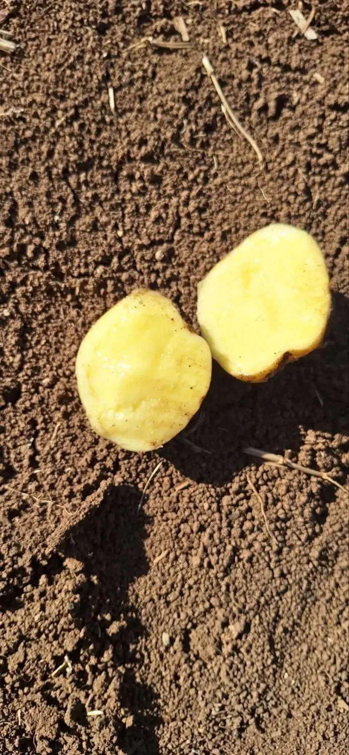 سیب زمینی سانتا|خوردنی و آشامیدنی|بیلوار, |دیوار