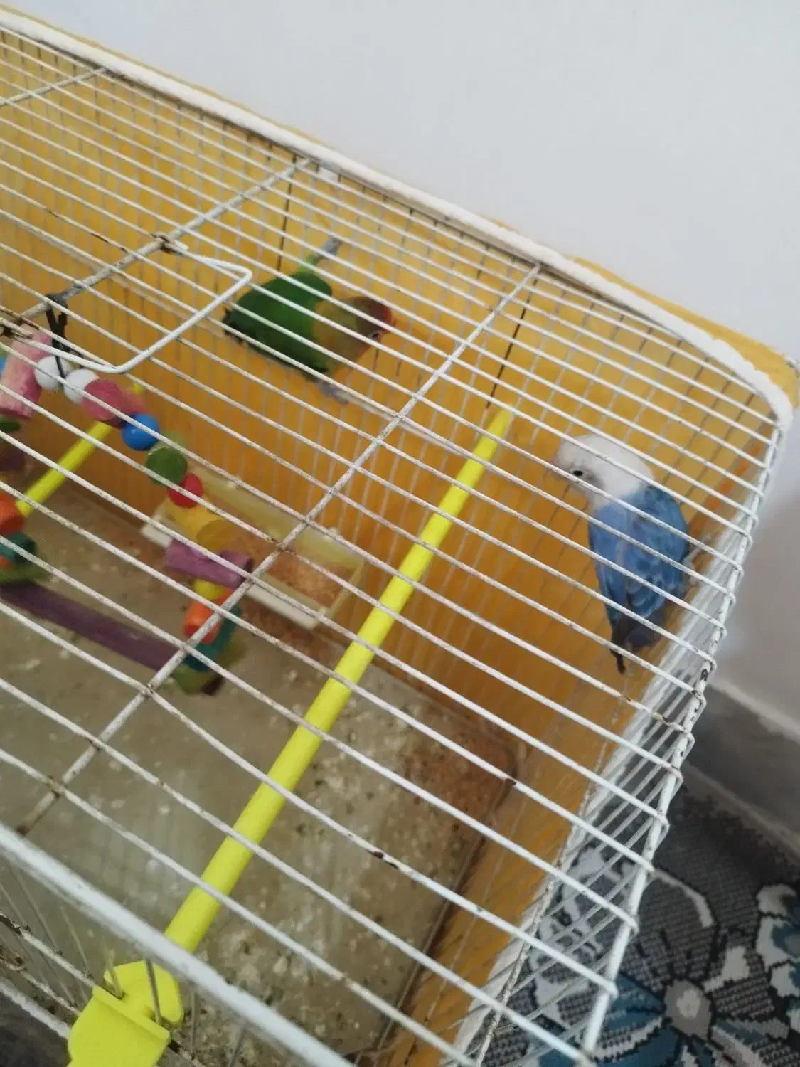 کوتوله بریزیلی|پرنده|مشهد, امیریه|دیوار