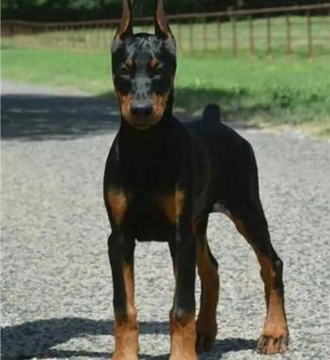 دوبرمن|سگ|چرداول, |دیوار