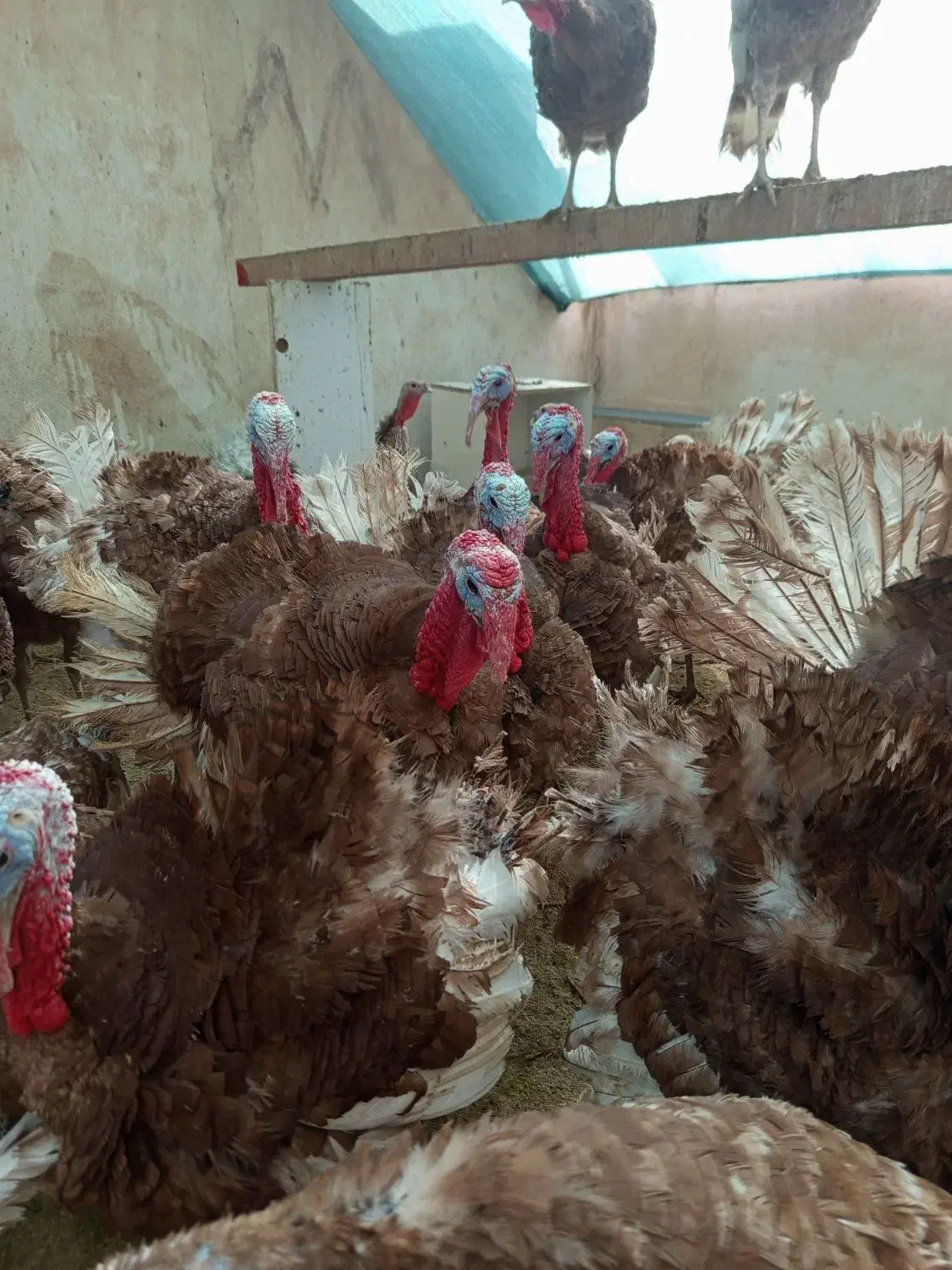 بوقلمون بوربون|حیوانات مزرعه|تهران, افسریه شمالی|دیوار